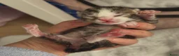 Ragdoll cats for sale: Beautiful Ragdoll cross kittens  - Advert 6