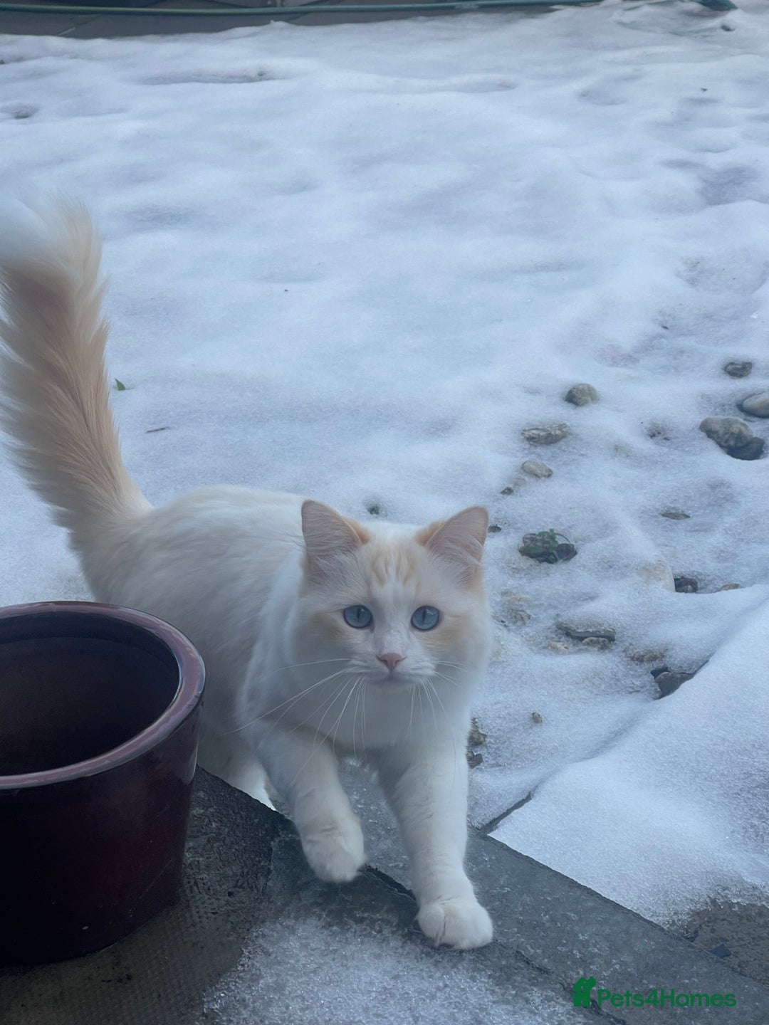 Ragdoll cats for sale: Ragdoll adults Purebred pedigree 5 generations  - Image 7