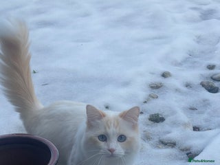 Ragdoll cats - Advert 29