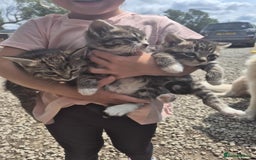 Mixed Breed cats for sale: Tabby girls - Image 5
