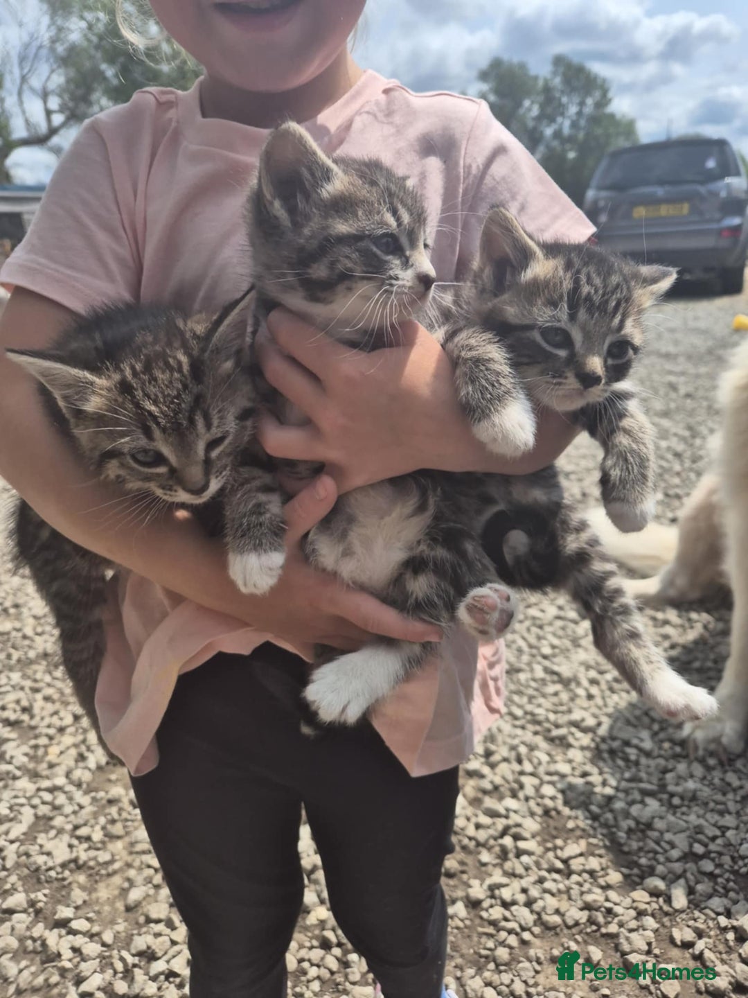 Mixed Breed cats for sale: Tabby girls - Image 5