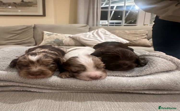 Cocker Spaniel dogs Stunning working Cocker spaniel puppies 🐾 - Advert 2