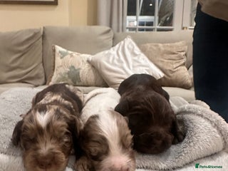 Cocker Spaniel dogs Stunning working Cocker spaniel puppies 🐾 - Advert 4