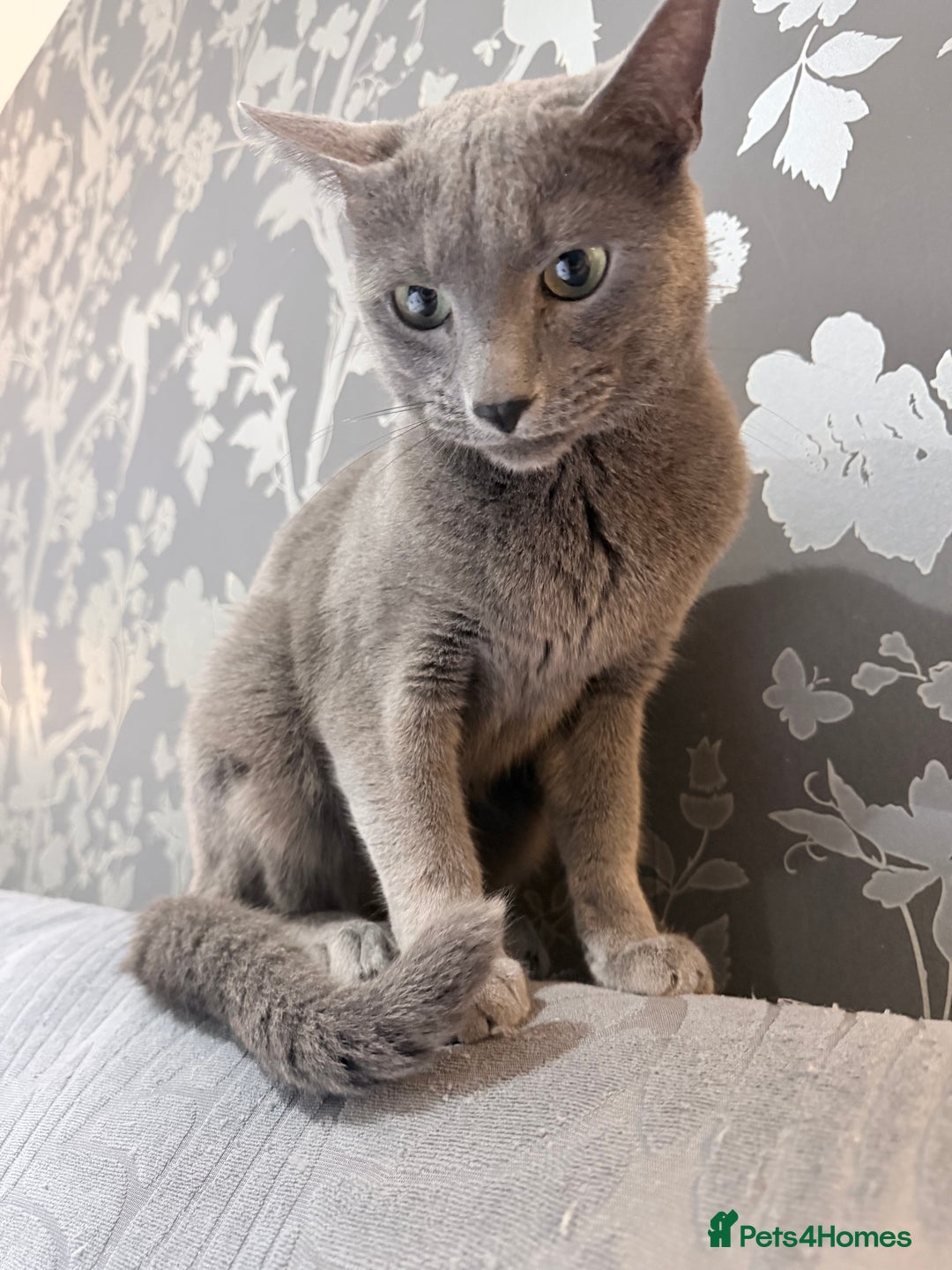 Russian Blue cats for sale:  friendly Russian blue excellent with kids - Advert 4