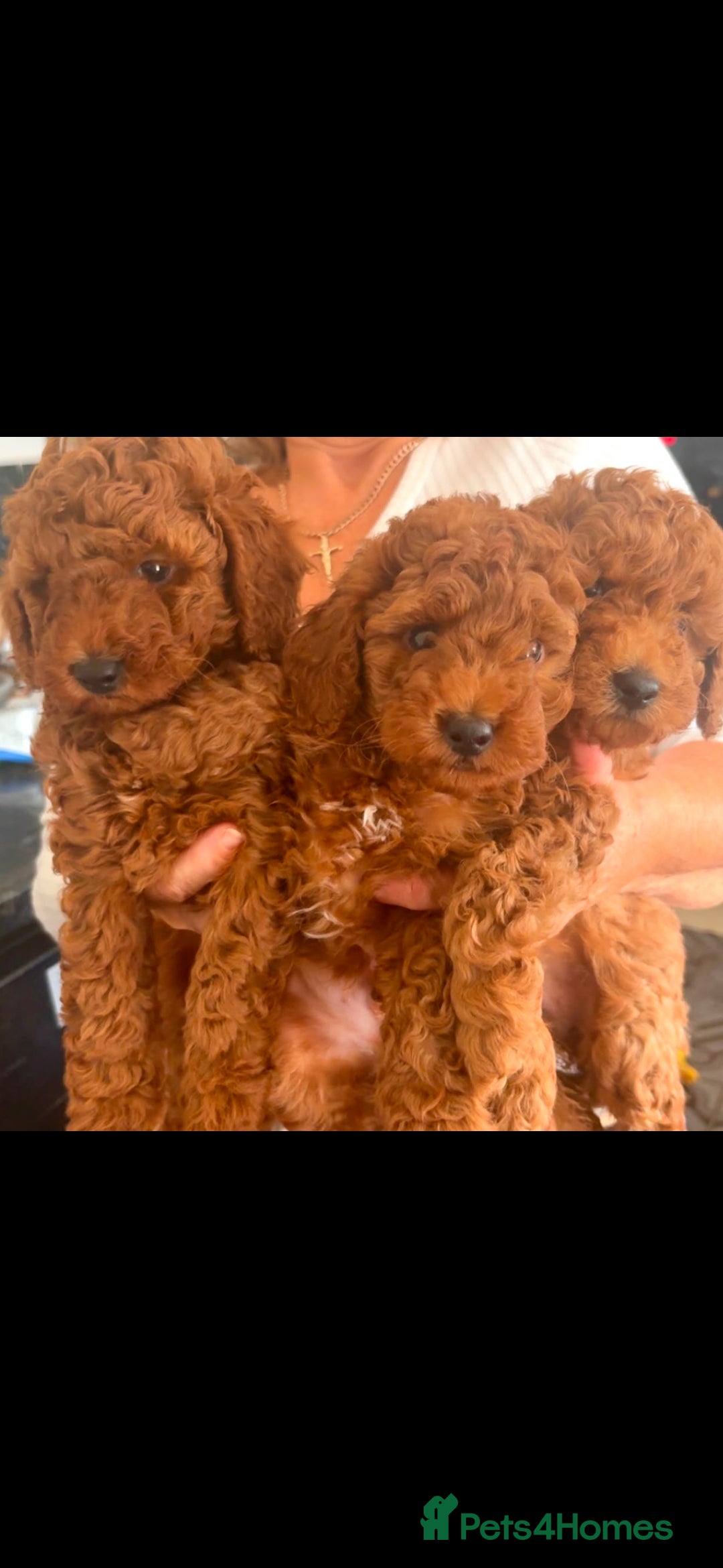 Cockapoo dogs Stunning toy cockapoos - Advert 2