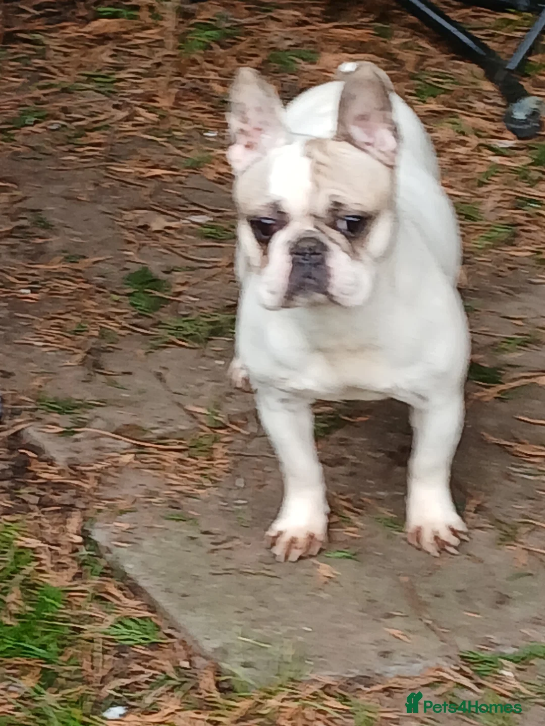 French Bulldog dogs for sale: Dotty, stunning french bulldog  in Wolverhampton - Advert 2