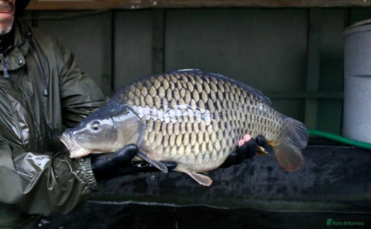 Koi Carp fish 15-18lb Carp  - Advert 1