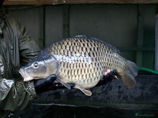 Koi Carp fish 15-18lb Carp - Advert 19