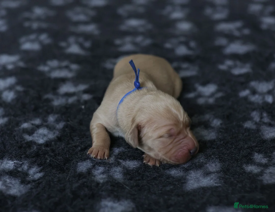 Golden Retriever dogs for sale: Golden Retriever / Goldardor Puppies - Advert 7