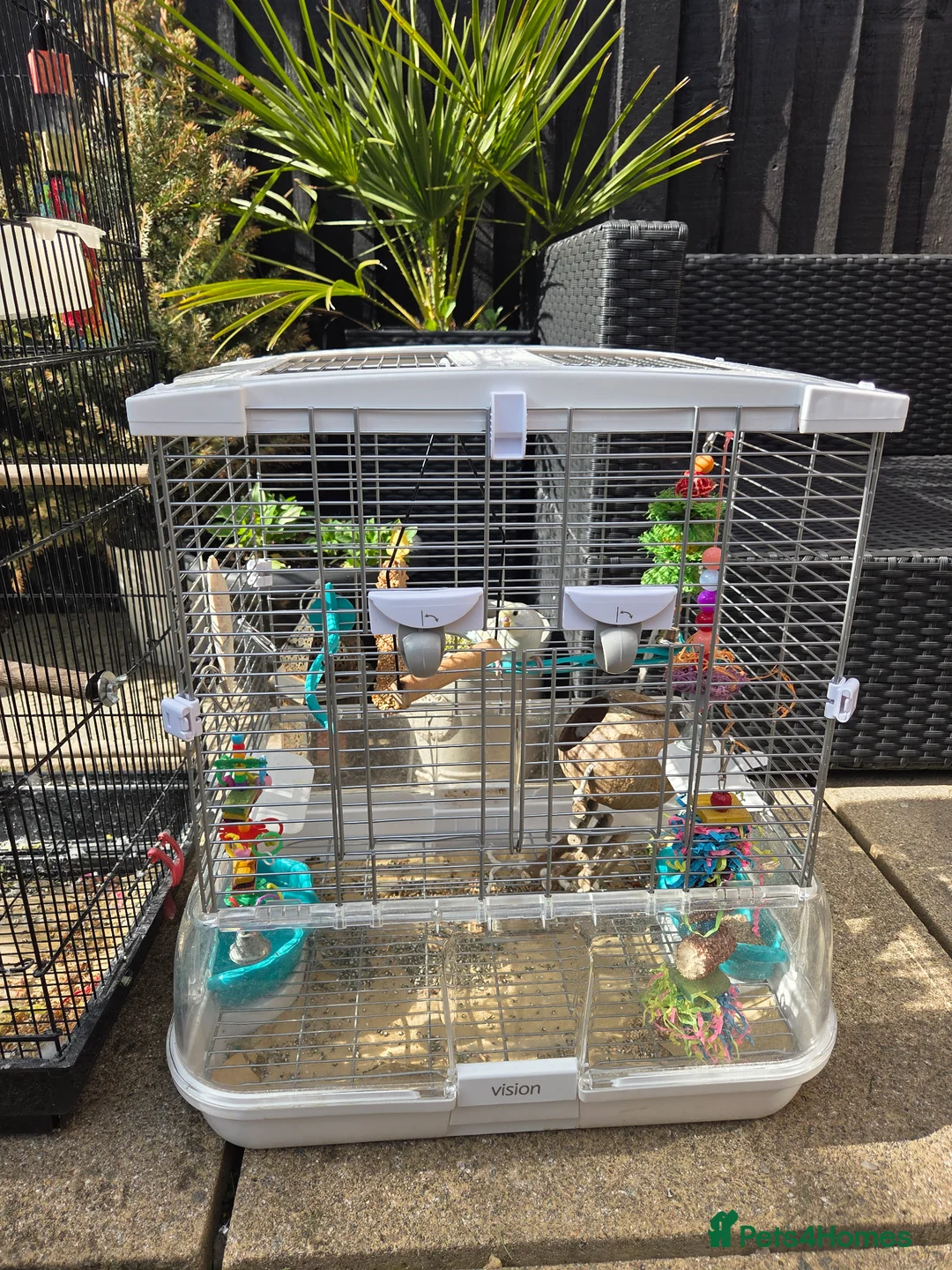 Budgerigars birds for sale: Baby budgie for sale with cage and accessories - Advert 2