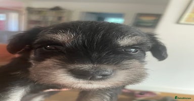 Miniature Schnauzer dogs - Advert 3