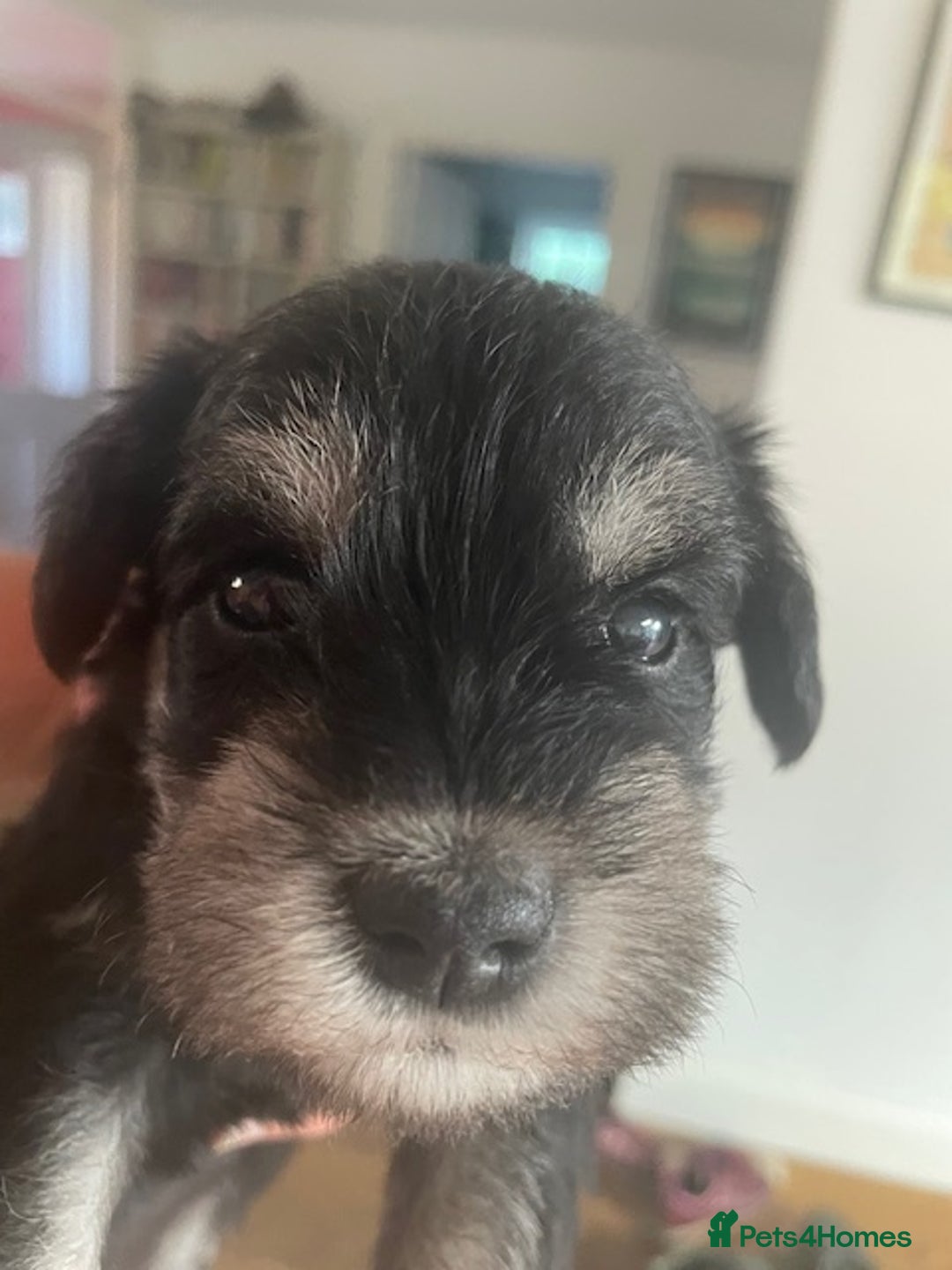 Miniature Schnauzer dogs for sale: Adorable home reared Miniature Schnauzer Puppies  - Image 3