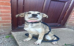 Mixed Breed dogs for adoption: Iris - Norwich Norfolk  - Image 11