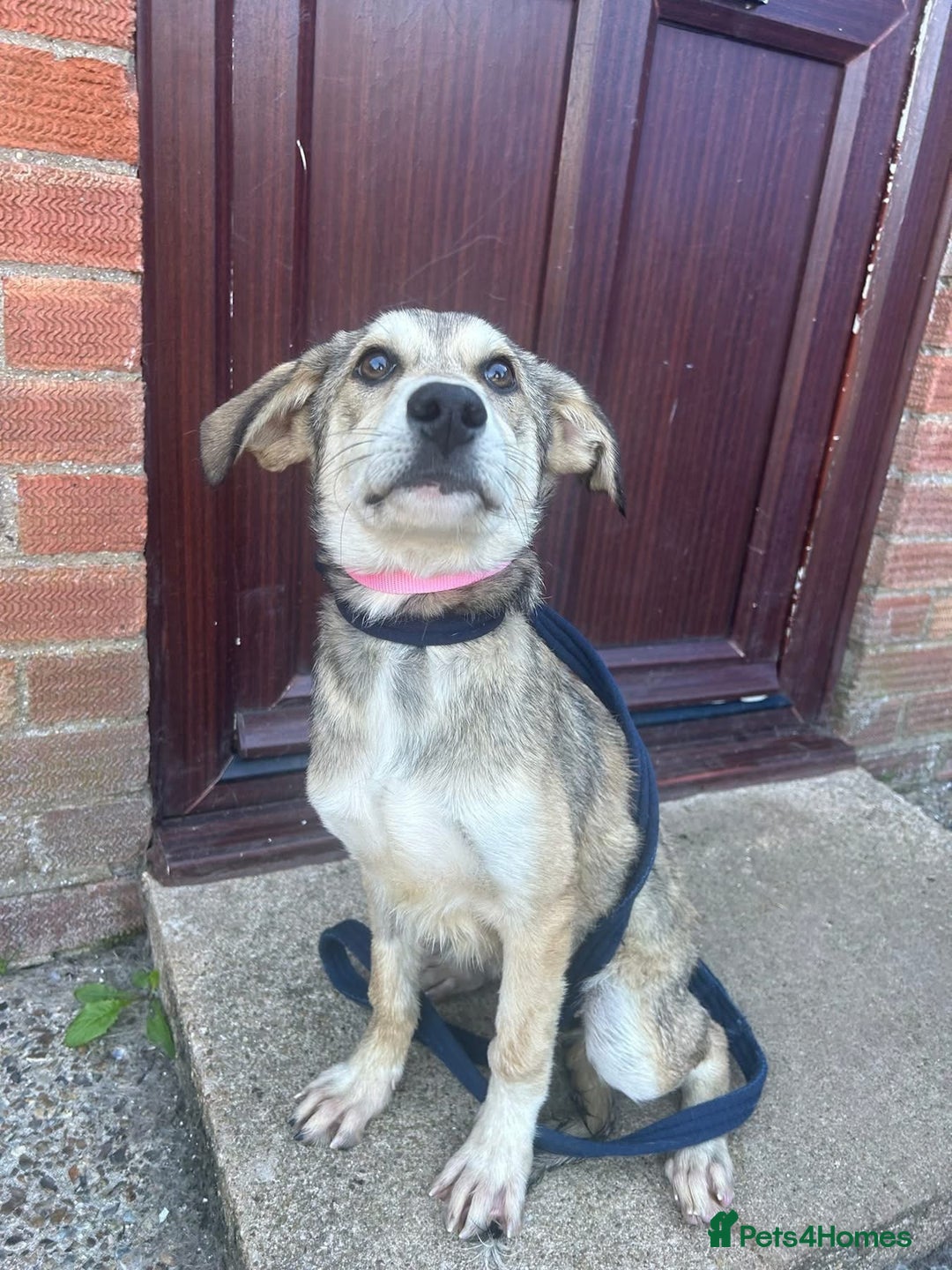Mixed Breed dogs for adoption: Iris - Norwich Norfolk  - Image 11