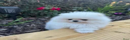 Pomeranian dogs for sale: Pomeranian  in Dover - Advert 4