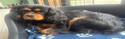 Cavalier King Charles Spaniel dogs for sale: KC registered health tested female - Advert 3