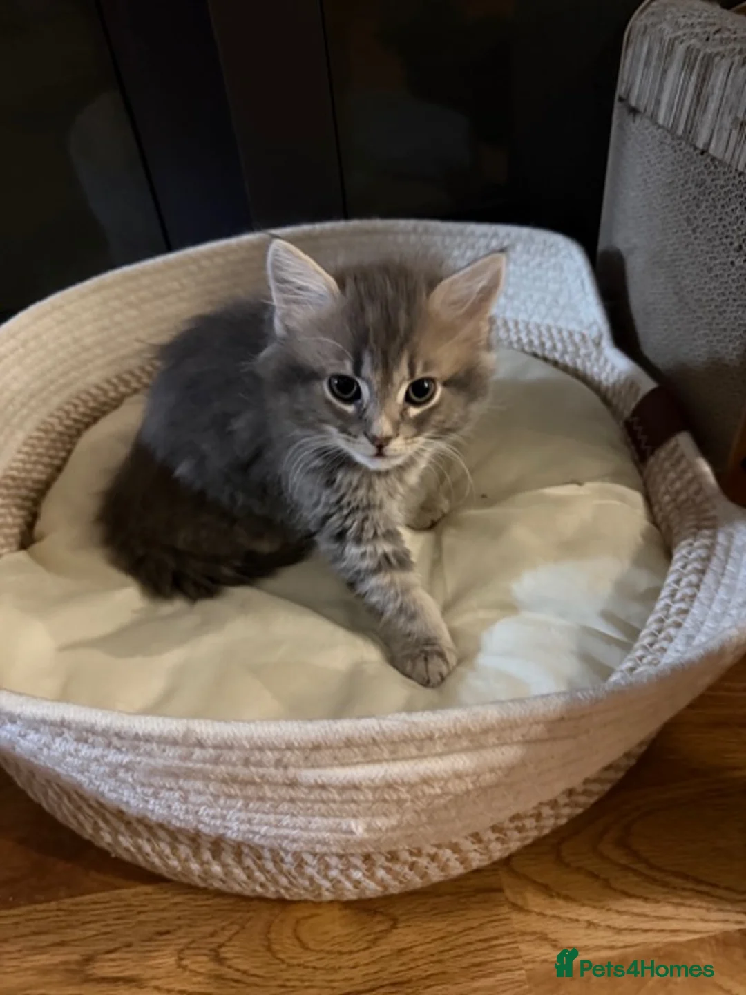 Persian cats for sale: Beautiful Persian Cross kittens for sale - Advert 10