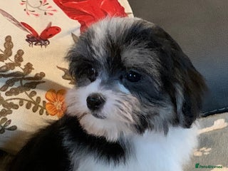 Maltese dogs Adorable little Maltese puppies - Advert 2