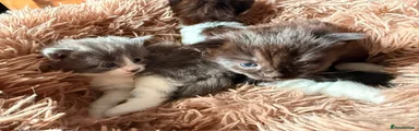 Mixed Breed 3
