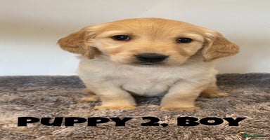 Golden Retriever dogs - Advert 2