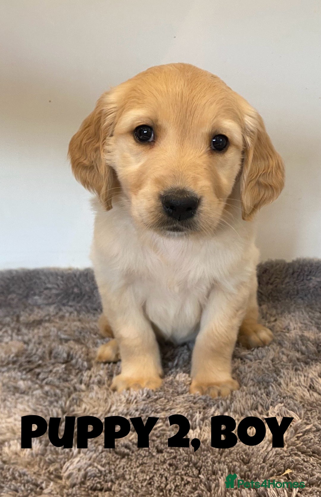 Golden Retriever dogs for sale: Gorgeous K/C Golden Retriever Puppies - Image 2