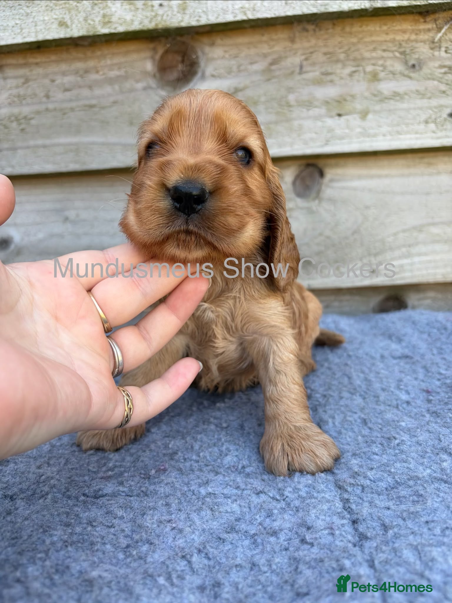 Cocker Spaniel dogs for sale: show quality gold boy and black boy - Advert 3