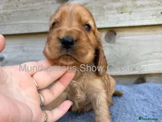 Cocker Spaniel dogs show quality gold boy and black boy - Advert 1