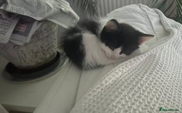 Mixed Breed cats for sale: 3 ragdoll mix kittens  - Image 7