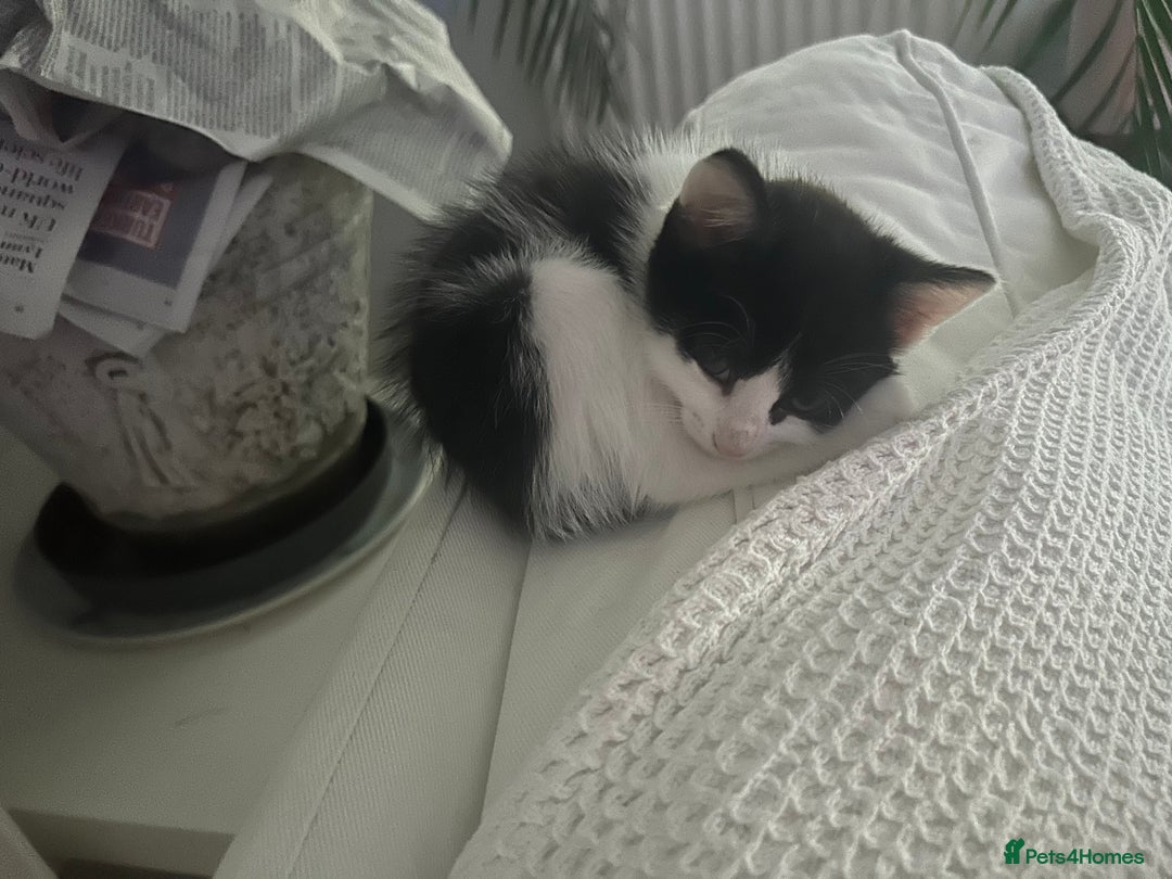 Mixed Breed cats for sale: 3 ragdoll mix kittens  - Image 7