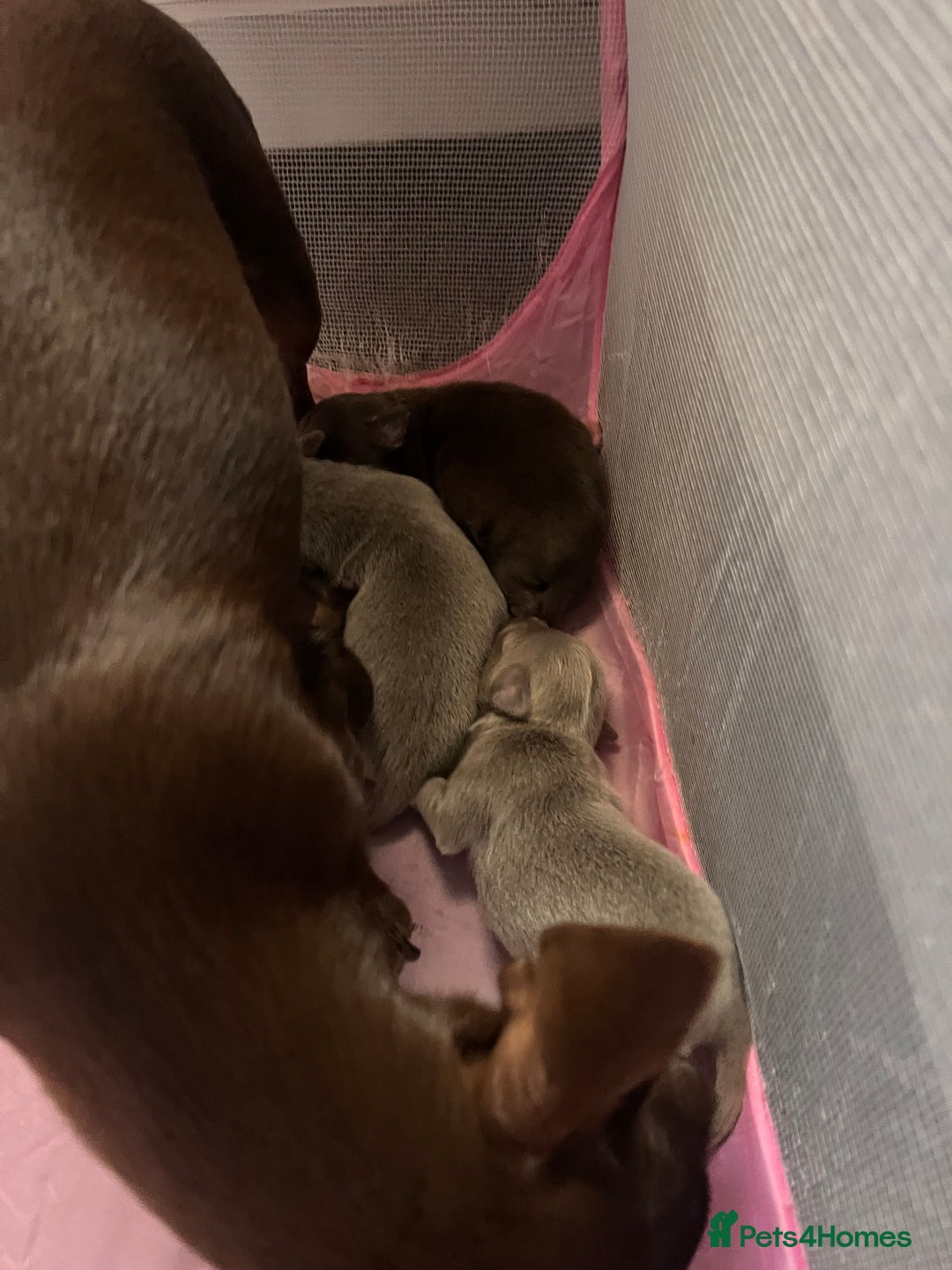 Chihuahua dogs for sale: 2 Male Chihuahuas  - Advert 7