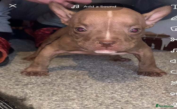 American Bully dogs - Advert 1