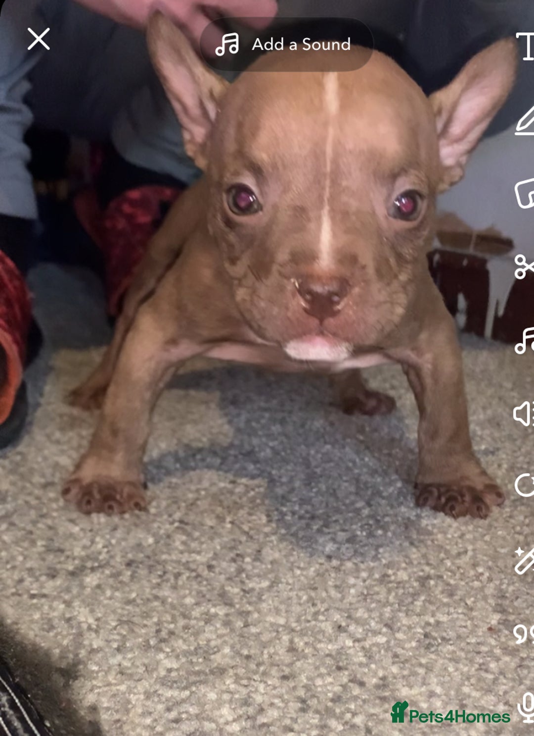 American Bully dogs for sale: Micro / pocket bully’s  - Image 1