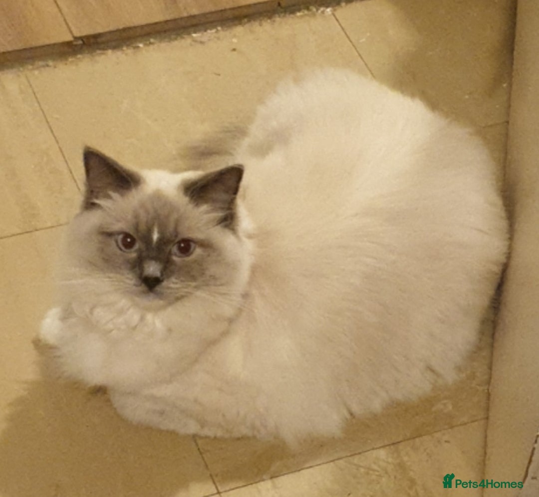 Ragdoll cats for sale: Beautiful Blue point mitted Ragdoll  - Advert 8