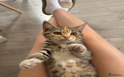 Mixed Breed cats for sale: 3 female kittens for sale - Image 6