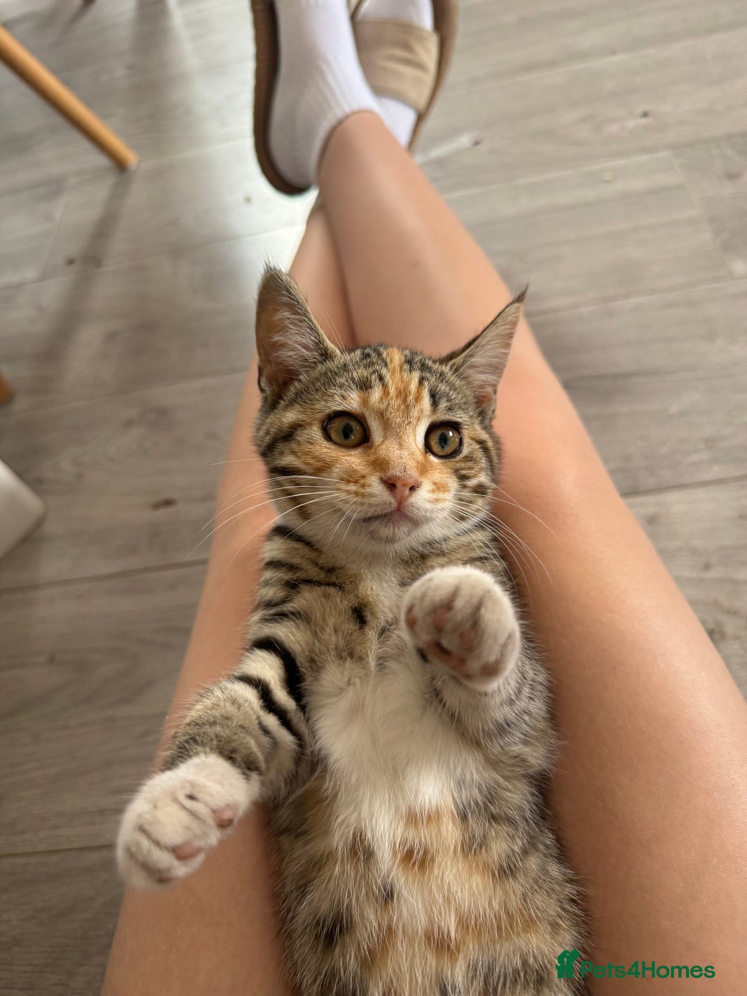Mixed Breed cats for sale: 3 female kittens for sale - Image 6