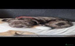 Mixed Breed dogs for sale: Dachshund X Terrier - Mushu  - Advert 4