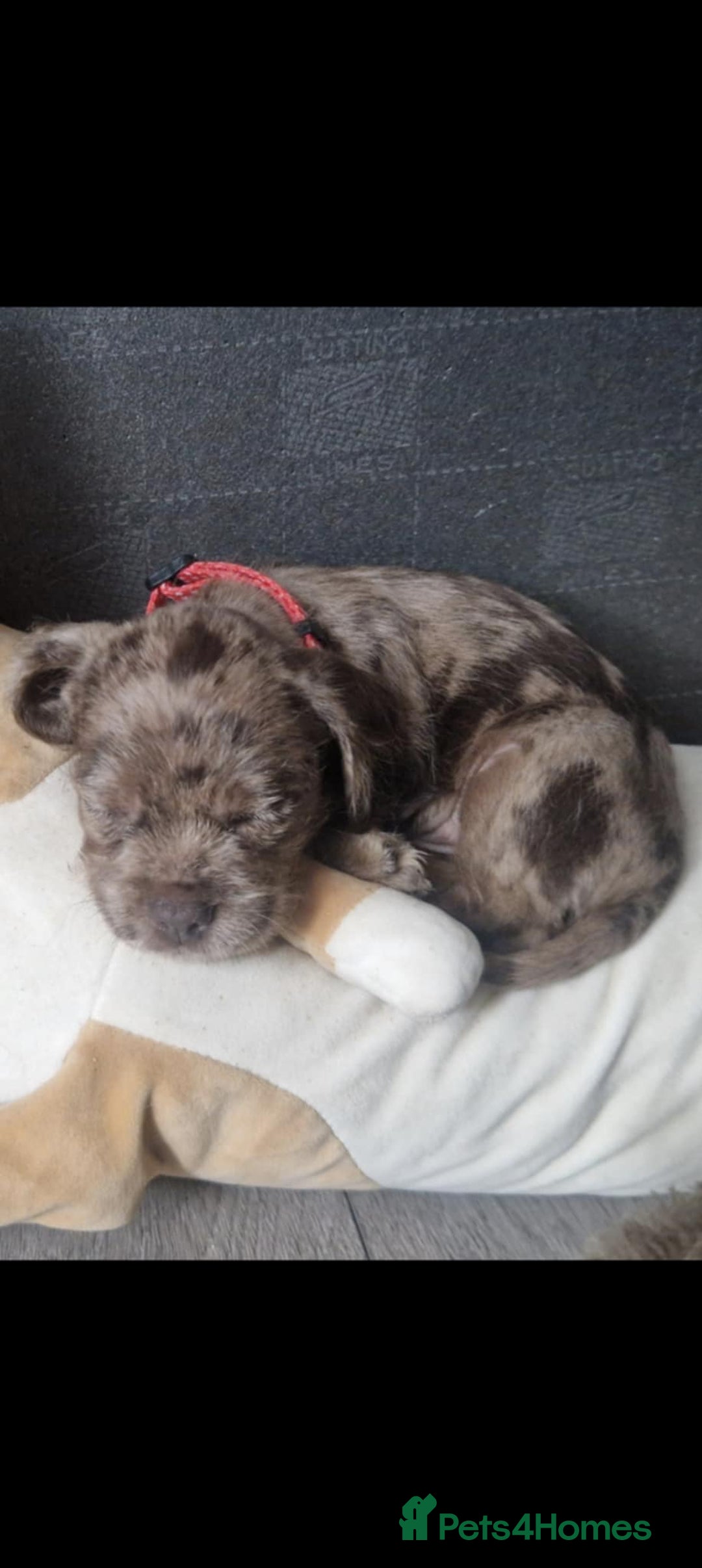 Mixed Breed dogs for sale: Dachshund X Terrier - Mushu  - Advert 4