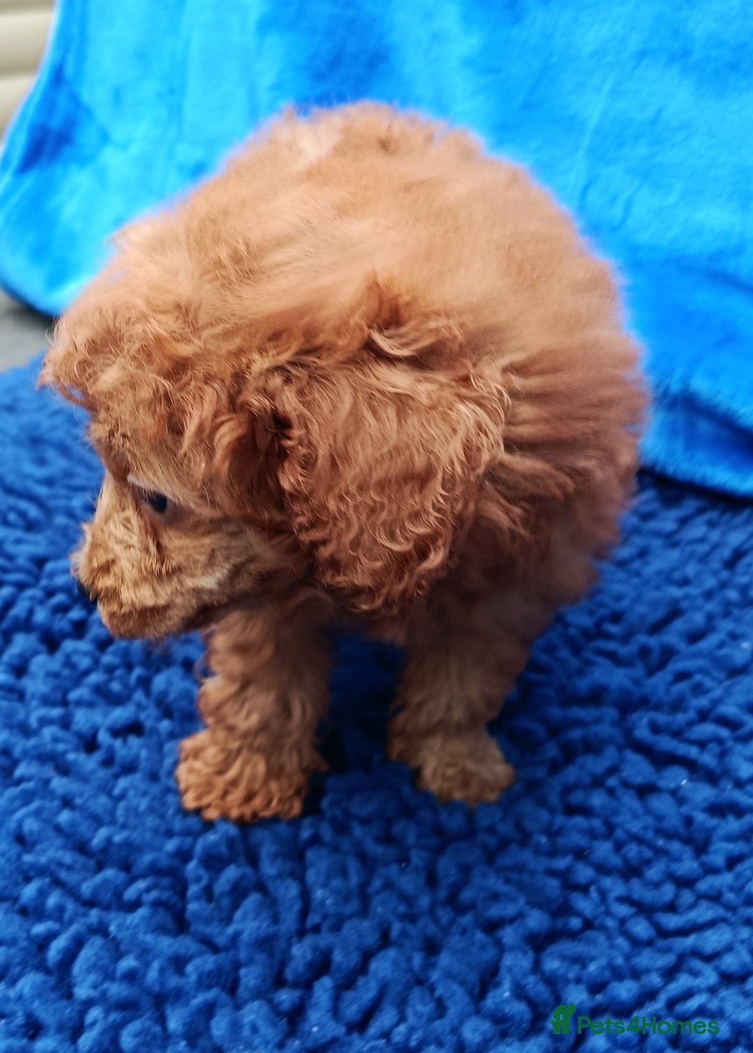 Toy Poodle dogs for sale: STUNNING TOY POODLES KC REG HEALTH TESTED  - Image 4
