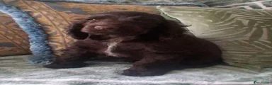 Cocker Spaniel 1