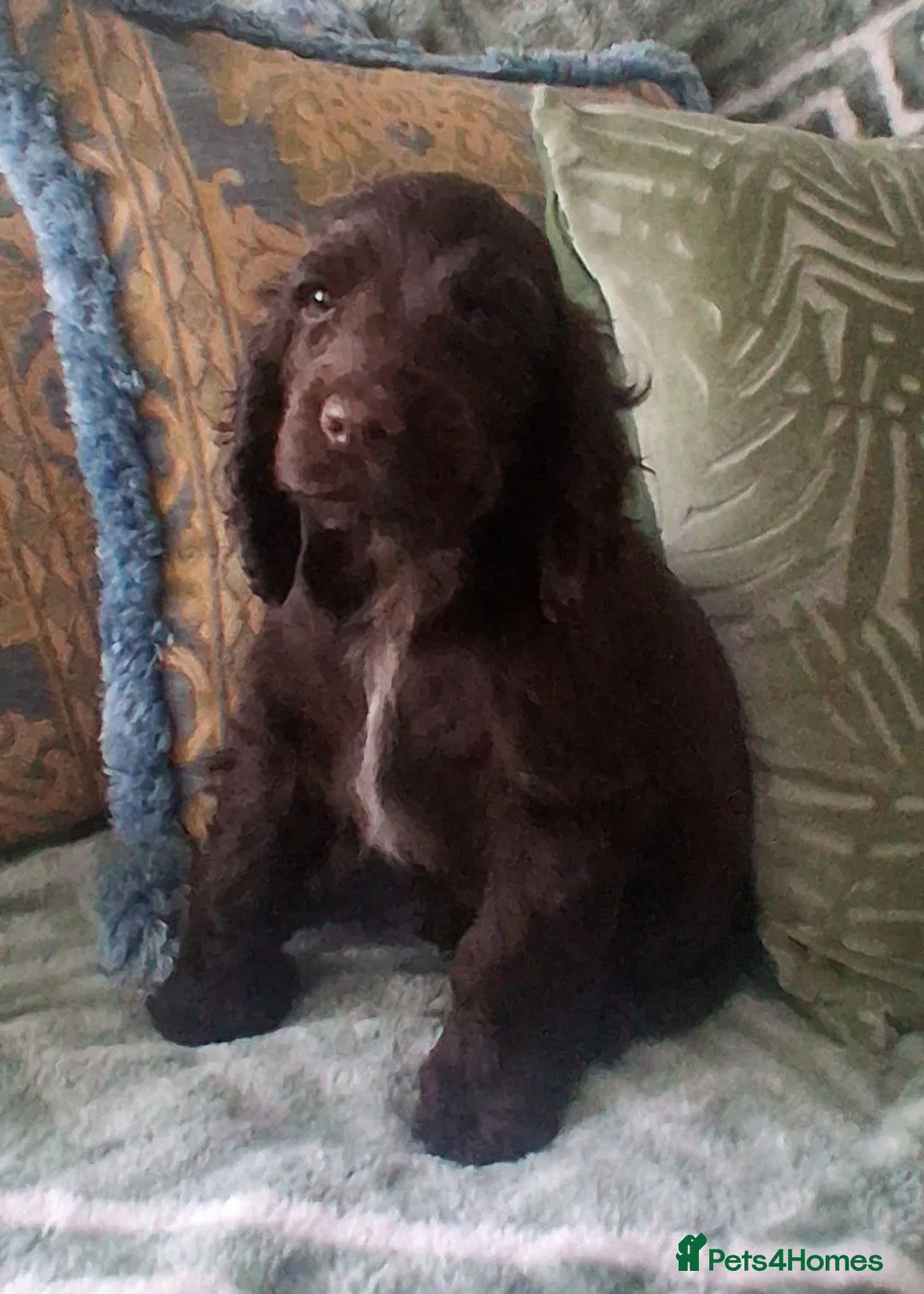 Cocker Spaniel dogs for sale: KC Reg Showtype Cocker Spaniel Puppy  - Advert 2