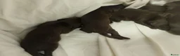 Sprocker dogs for sale: F1 sprocker puppies - Advert 29