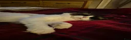 Ragdoll cats for sale: Male ragdoll  - Advert 5