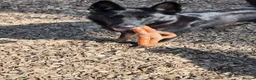 German Shepherd dogs for sale: German Shepard  in Chesterfield - Advert 6
