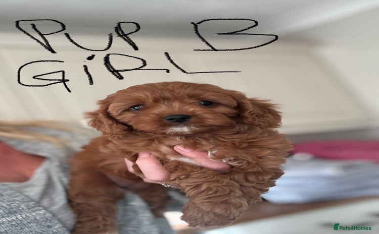 Cavapoo dogs - Advert 3