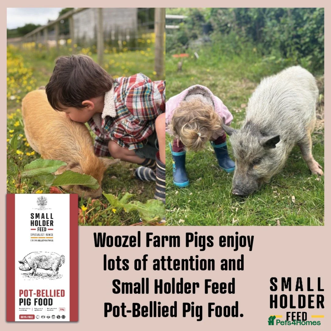 Pig livestock for sale: Pet pigs to good home  - Advert 2