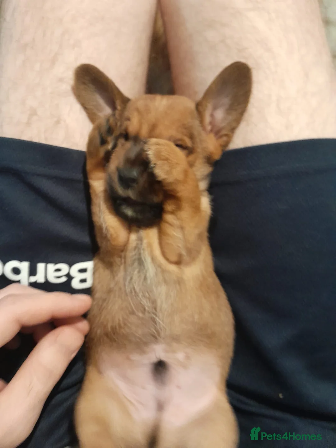 Mixed Breed dogs for sale: Cairn terriers - Advert 3