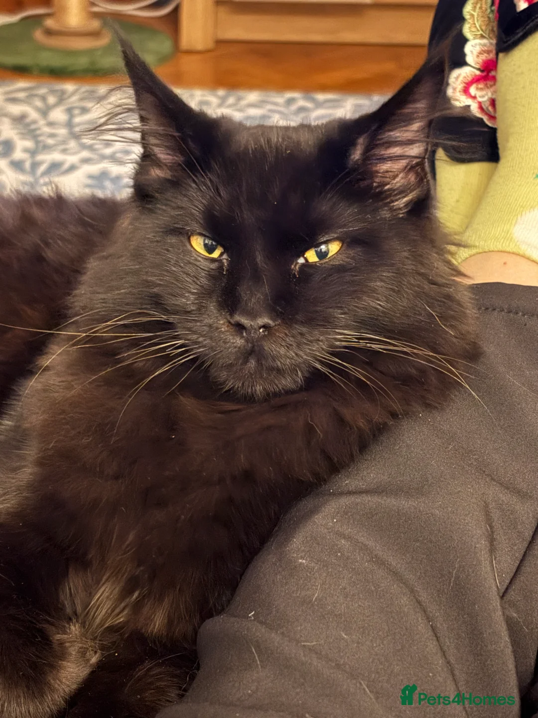 Maine Coon cats for sale: Maine coon kitten  - Advert 2