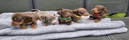 Dachshund dogs for sale: Dacshund Puppies Ready on 27/6!!! - Advert 17