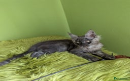 Maine Coon cats for sale: Beautiful Pedigree Maine Coon Kittens  - Image 2