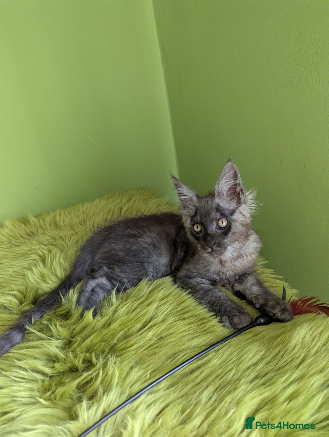Maine Coon cats for sale: Beautiful Pedigree Maine Coon Kittens  - Image 2
